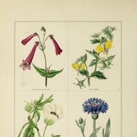 El pulso verde: la botánica como protagonista literaria